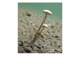 P. aquatica showing bubbles forming on the mushroom's cap