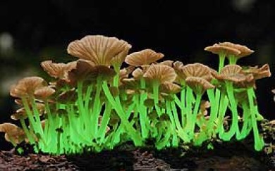 Phosphorescent fungi by Taylor Lockwood