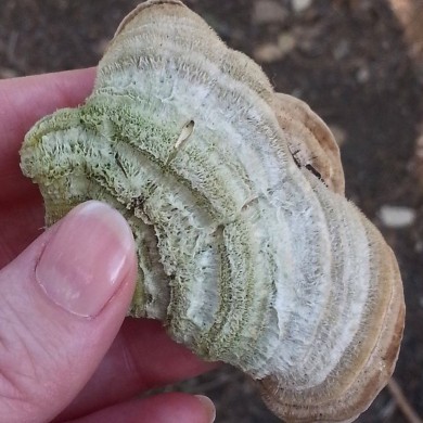 Trametes betulina by Cass Fuentes