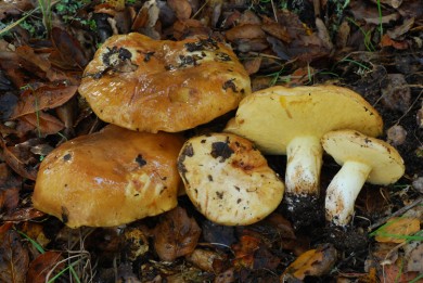 Suillus pseudobrevipes  by Christian Schwarz