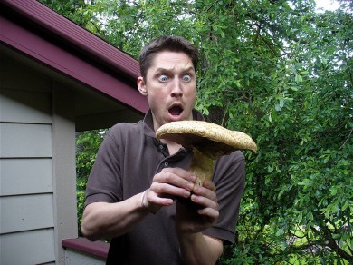 Agaricus augustus by Drew Anderson-www.mushroomobserver.org