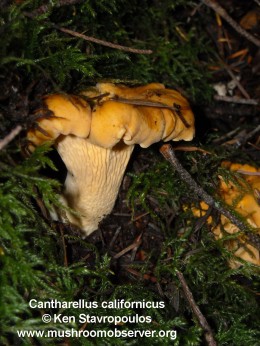 Cantharellus californicus by Ken Stavropoulos