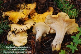 Cantharellus cascadensis