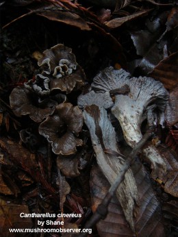 Cantharellus cinereus by Shane