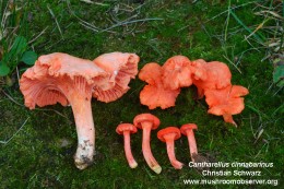 Cantharellus cinnabarinus by Christian Schwarz