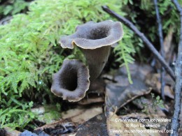 Craterellus cornucopioides by Ron Lawrence