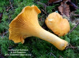 Cantharellus formosus by Ron Pastorino