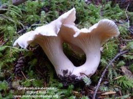 Cantharellus subalbidus by David Rust