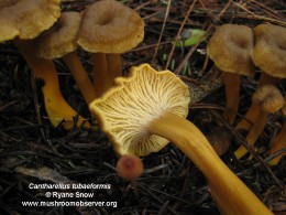 Cantharellus tubaeformis by Ryane Snow