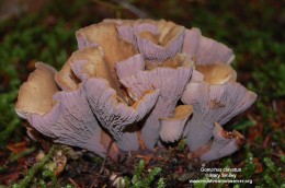 Gomphus clavatus by Mary Smiley