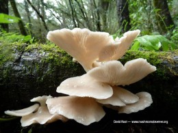 Pleurotos ostreatus photographed by David Rust