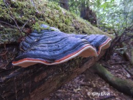 Polypore by Kitty Elvin