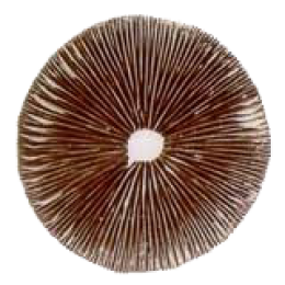 Spore Print