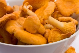 Chanterelles