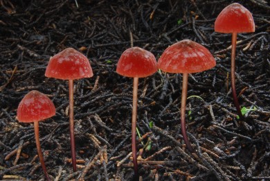 Marasmius Plicatulus Larger Skyline