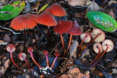 Marasmius Plicatilis - Slope SW of Field Station Santa Cruz Island