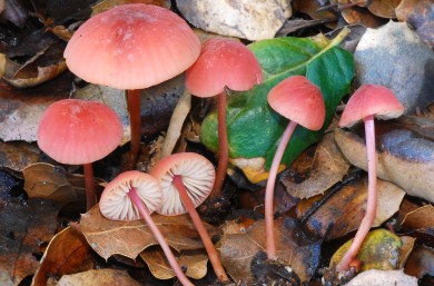 Marasmius Plicatilis pink pastel - Slope SW of Field Station SC Island