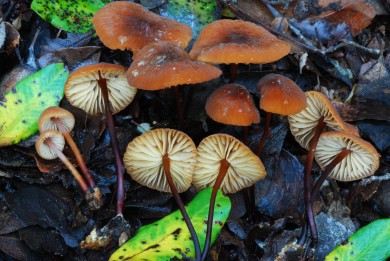 Marasmius Plicatilis orange - Slope NW of Field Station SCI