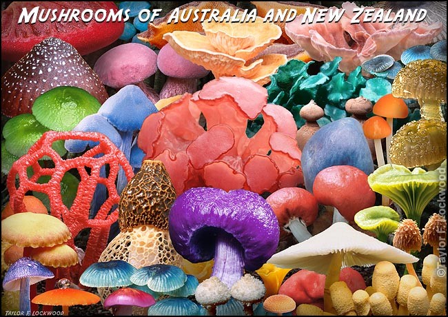 Mushrooms of Australia and New Zealand