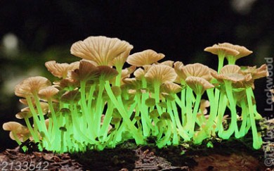 Bioluminescent mushrooms