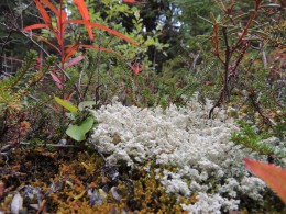 Alaskan varied mosses