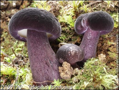 Tylopilus formosus by Taylor Lockwood