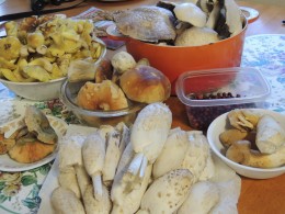 Our last day's mushroom haul