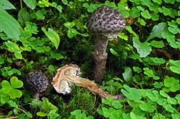 Strobilomyces strobilaceus