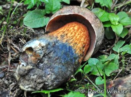 Suillellus Boletus luridus