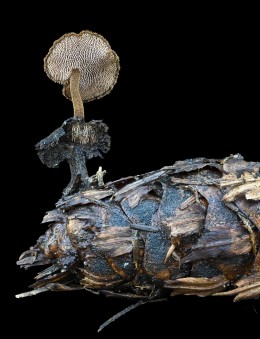 Auriscalpium vulgare -Alan Rockefeller