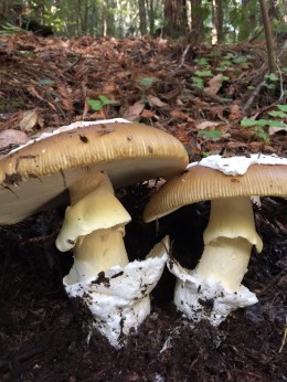 Amanita Calyptroderma