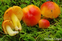 Hygrocybe aurantiosplendens