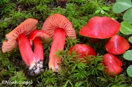 Hygrocybe coccinea