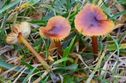 Hygrocybe conica group (Phils)