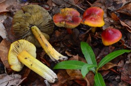 Hydrocybe nigrescens