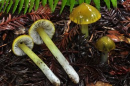 Hygrocybe olivaceoniger