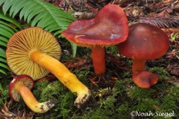 Hygrocybe punicea