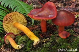 Hygrocybe punicea