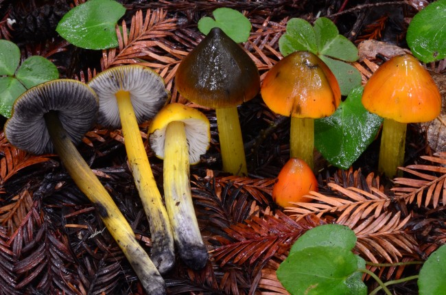 Hygrocybe singeri