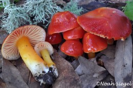 Hygrocybe splendidissima