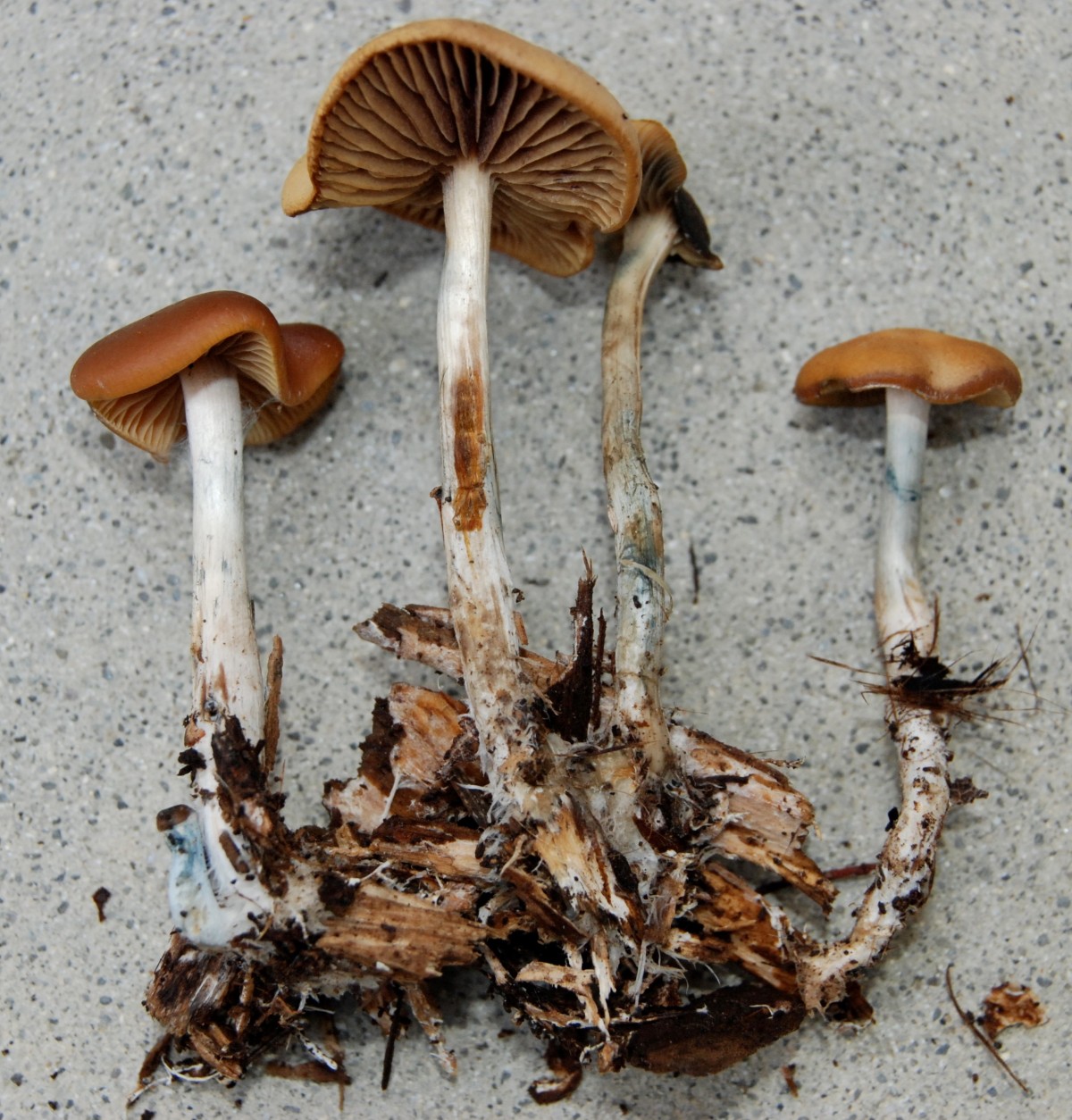 psilocybe azurescens spores