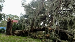 result of brown rot