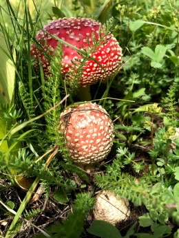 3 little agarics