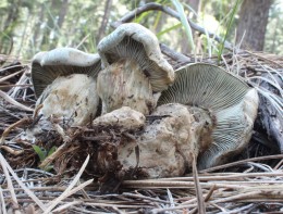 Hydrophorus caeruleus