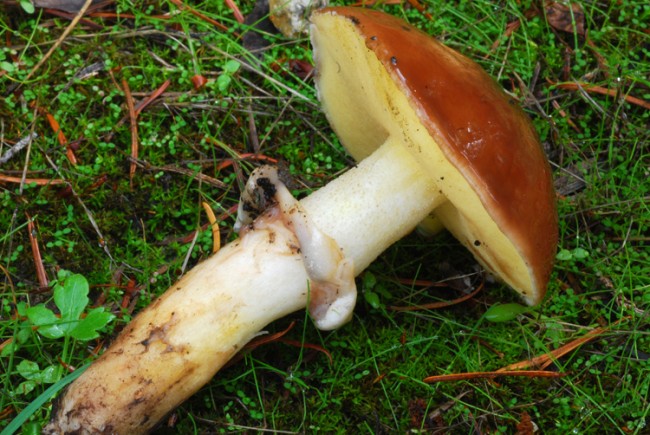 Suillus luteus