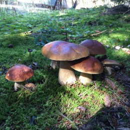 Boletus edulis