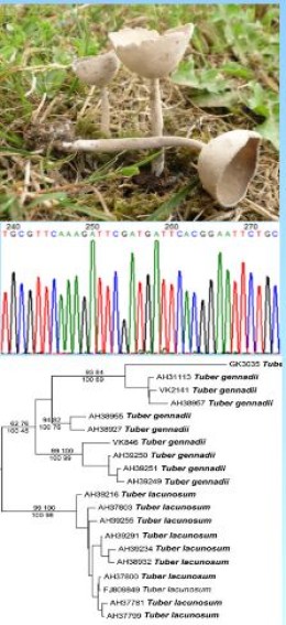 Dna.JPG&w=260