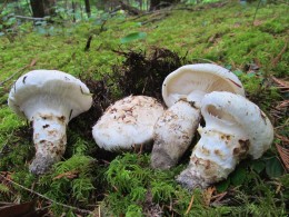 Tricholoma magnivelare by Drew Henderson - http:/mushroomobserver.org