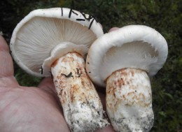 Tricholoma magnivelare by Hugh Smith http:/mushroomobserver.org