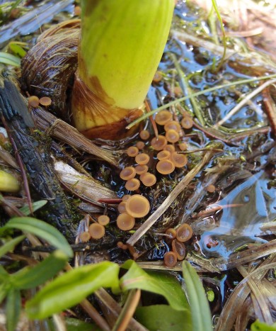 Sclerotinia veratri by Douglas Smith, via Mushroom Observer